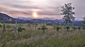 monteviale