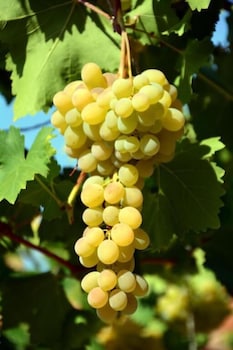 les jardins de lermitage