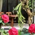 the hidden bali inn