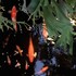the hidden bali inn