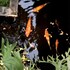 the hidden bali inn