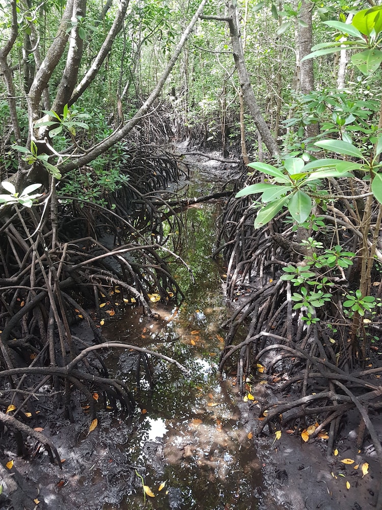 new jambo bungalows hostel