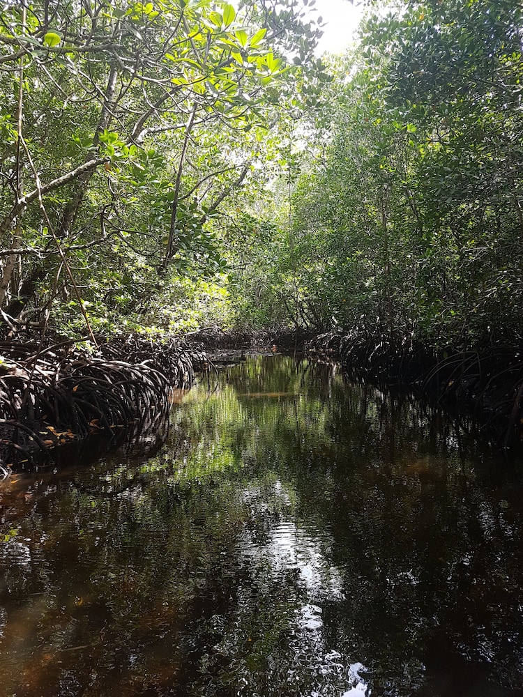 new jambo bungalows hostel