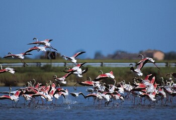 cervia
