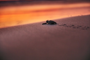 one acapulco diamante