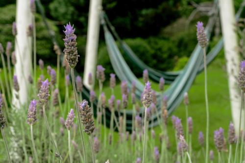 guest house lemos bueno