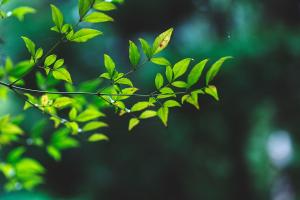 hanare yado yoshizumi