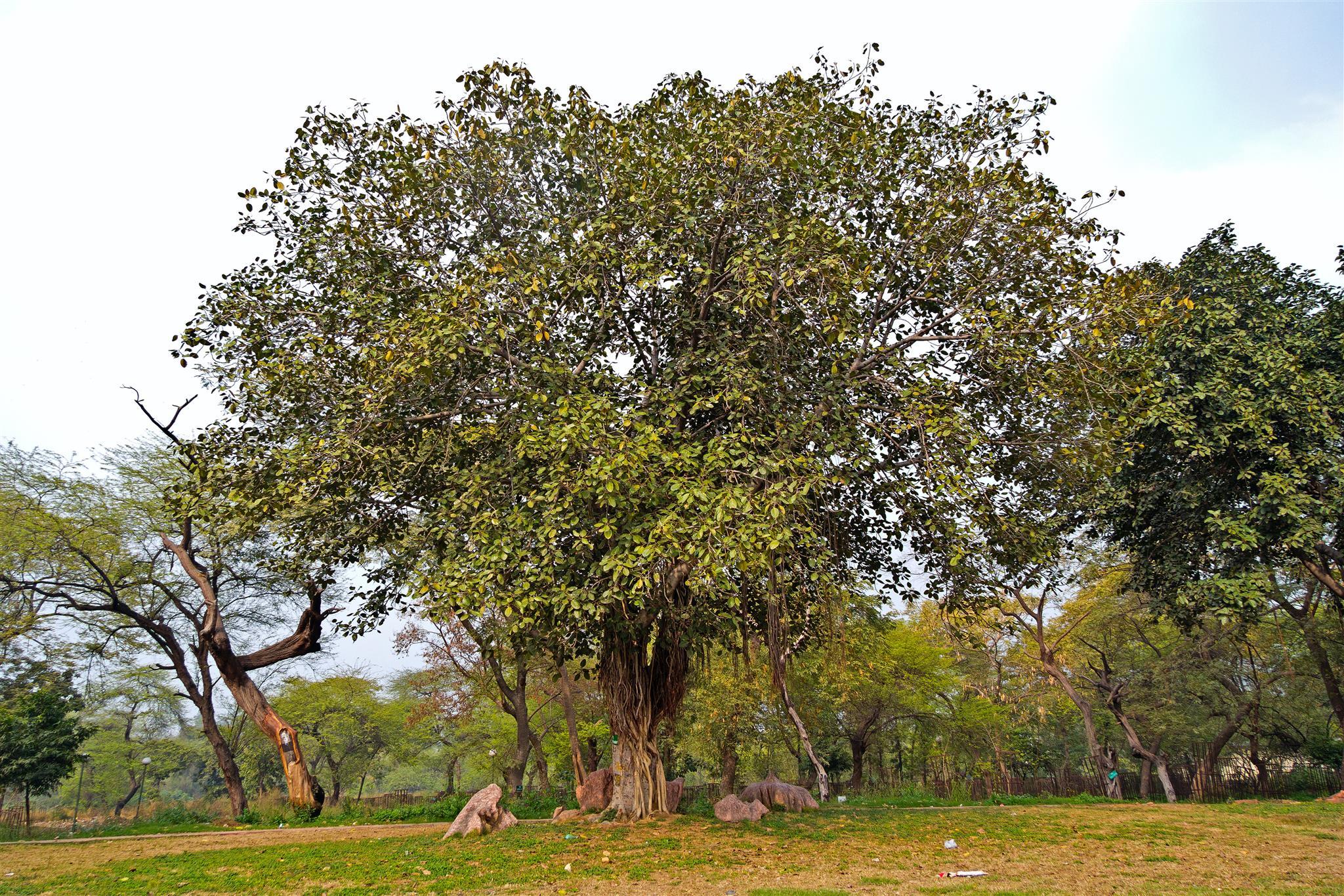 beacon hotel nirman vihar