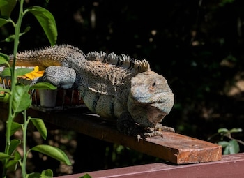 antema lodge
