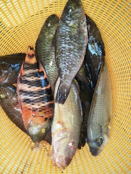 aundanao oasis beach