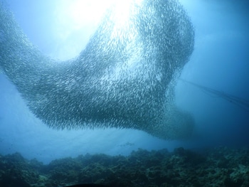 the blue abyss resort