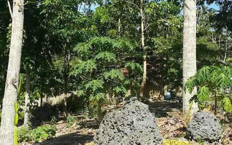 anda