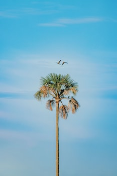 cocos