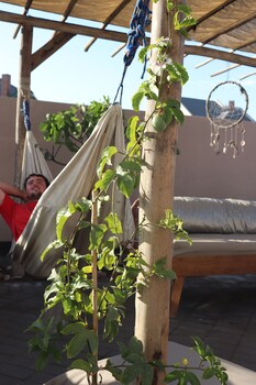 salty jackal backpackers and surf camp