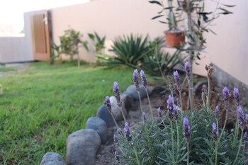 salty jackal backpackers and surf camp