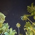 1511 coconut grove