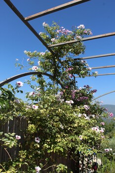 safed