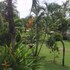 rayong