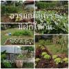 nong khai