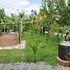 baannok plaina homestay