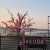sakura yama resort