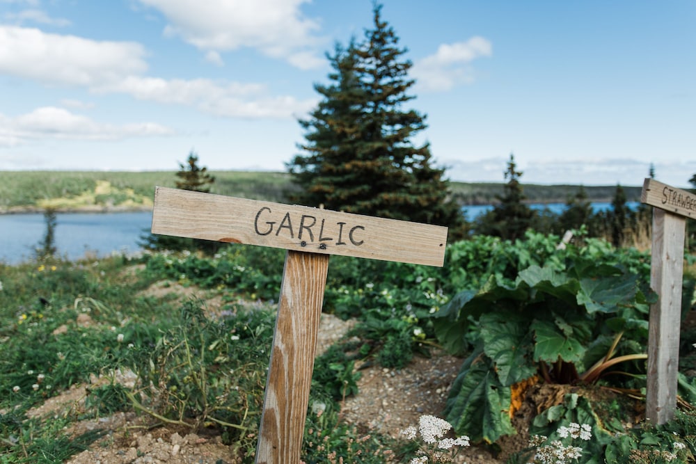 whale house guest house