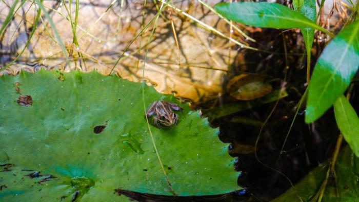elephant trail guesthouse and backpackers