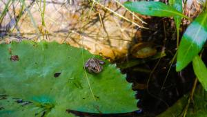 elephant trail guesthouse and backpackers