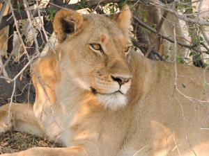 elephant trail guesthouse and backpackers