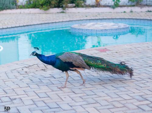 highlands lodges and apartments