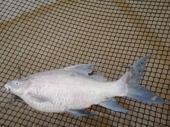 lom choi home stay ayutthaya hostel