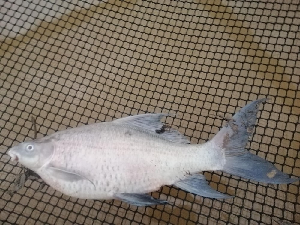 lom choi home stay ayutthaya hostel