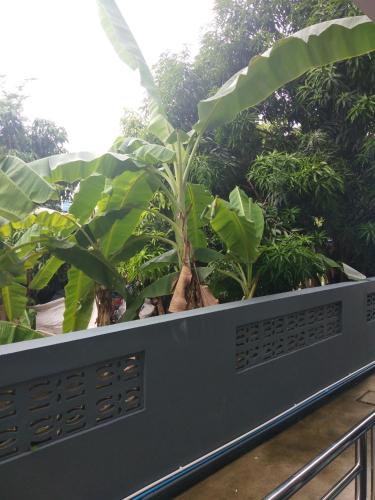 asias beach apartments