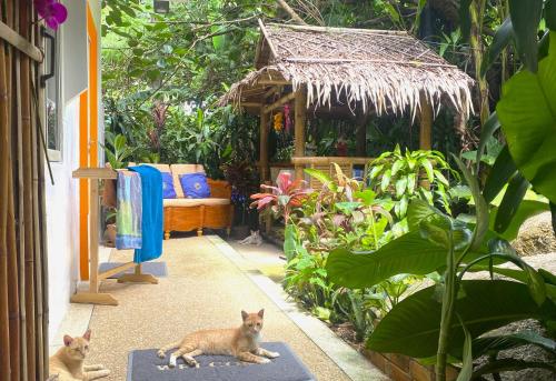 oasis villa