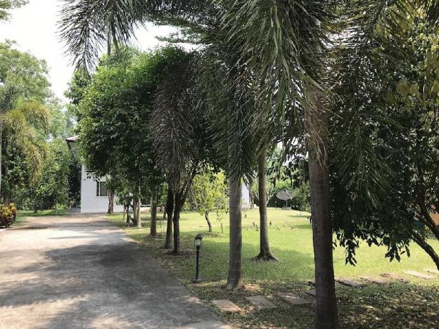 pak phli