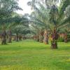 palm pran resort