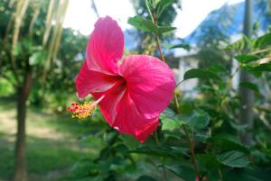 sea sun bungalows