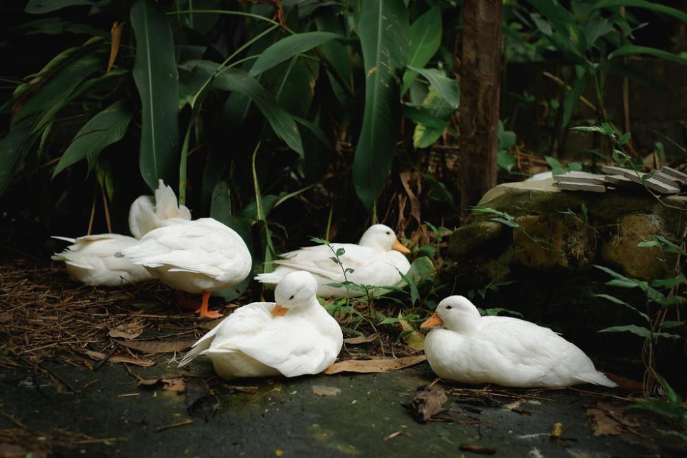 bannaimong treehouse