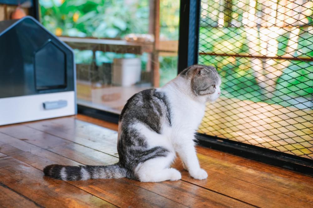 bannaimong treehouse