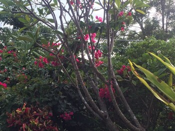 pumaka resort