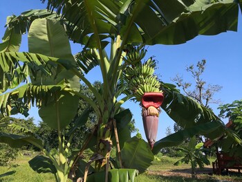 pumaka resort