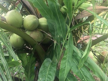 pumaka resort
