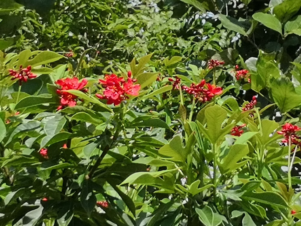 pumaka resort