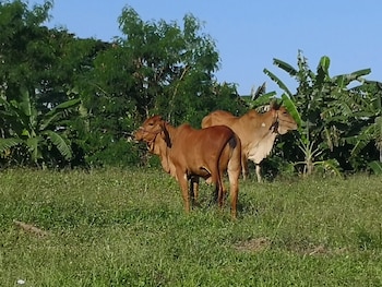 pumaka resort