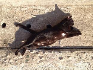 baan chankhiang at chiangkhan