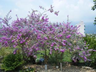 campestral garden bandb