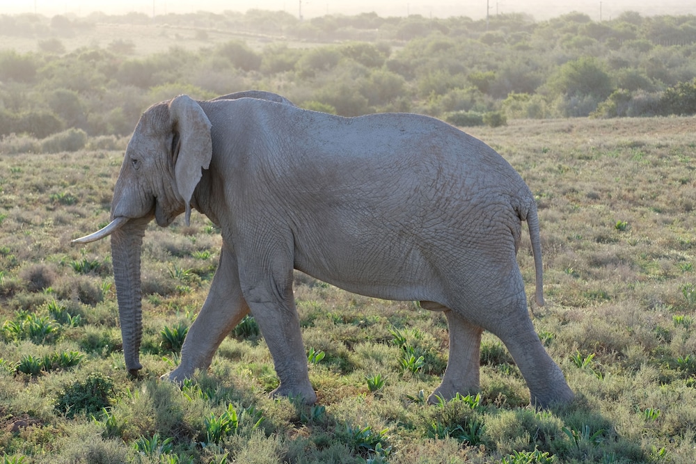 makhanda