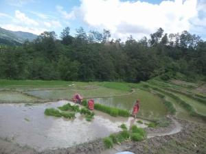 changu newa homestay