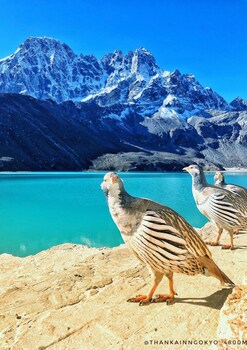 thanka inn gokyo