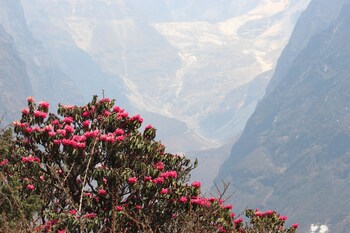 thanka inn gokyo